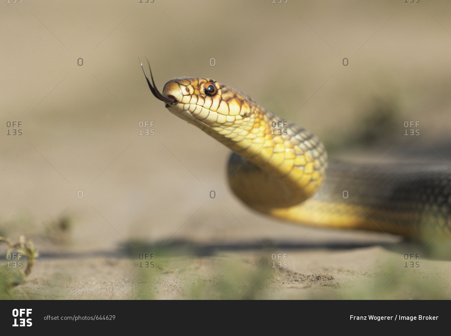 Caspian Whipsnake (dolichophis Caspius), Darting Its Tongue, Pleven 