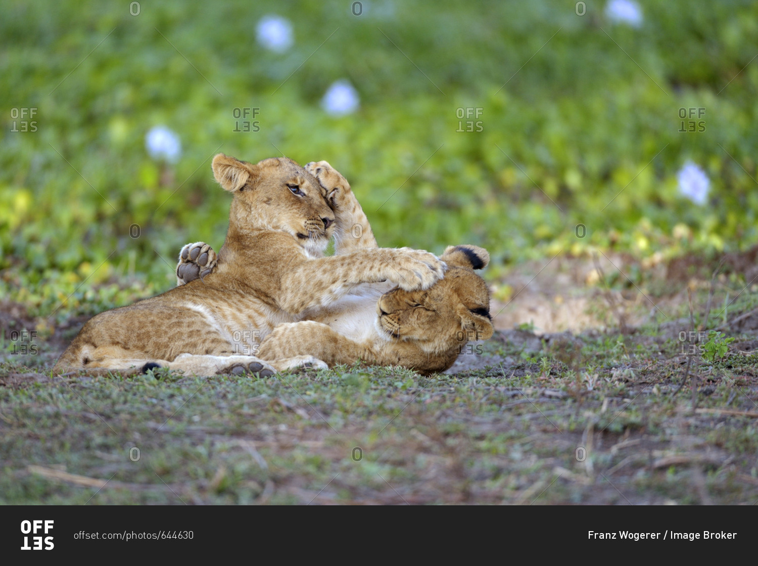 Young lions (Panthera leo), lion cubs, play fighting, Lower Zambezi National Park, Zambia, Africa