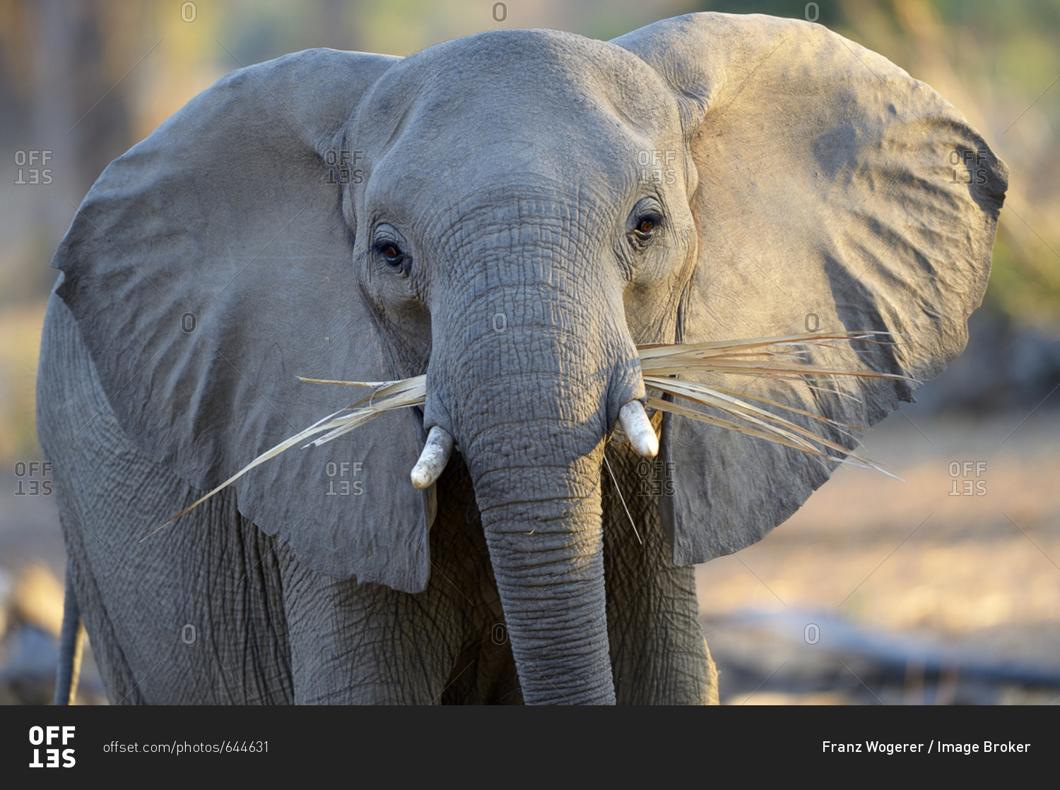 African Elephant (Loxodonta africana), with dry palm leaves in the mouth, Lower Zambezi National Park, Zambia, Africa
