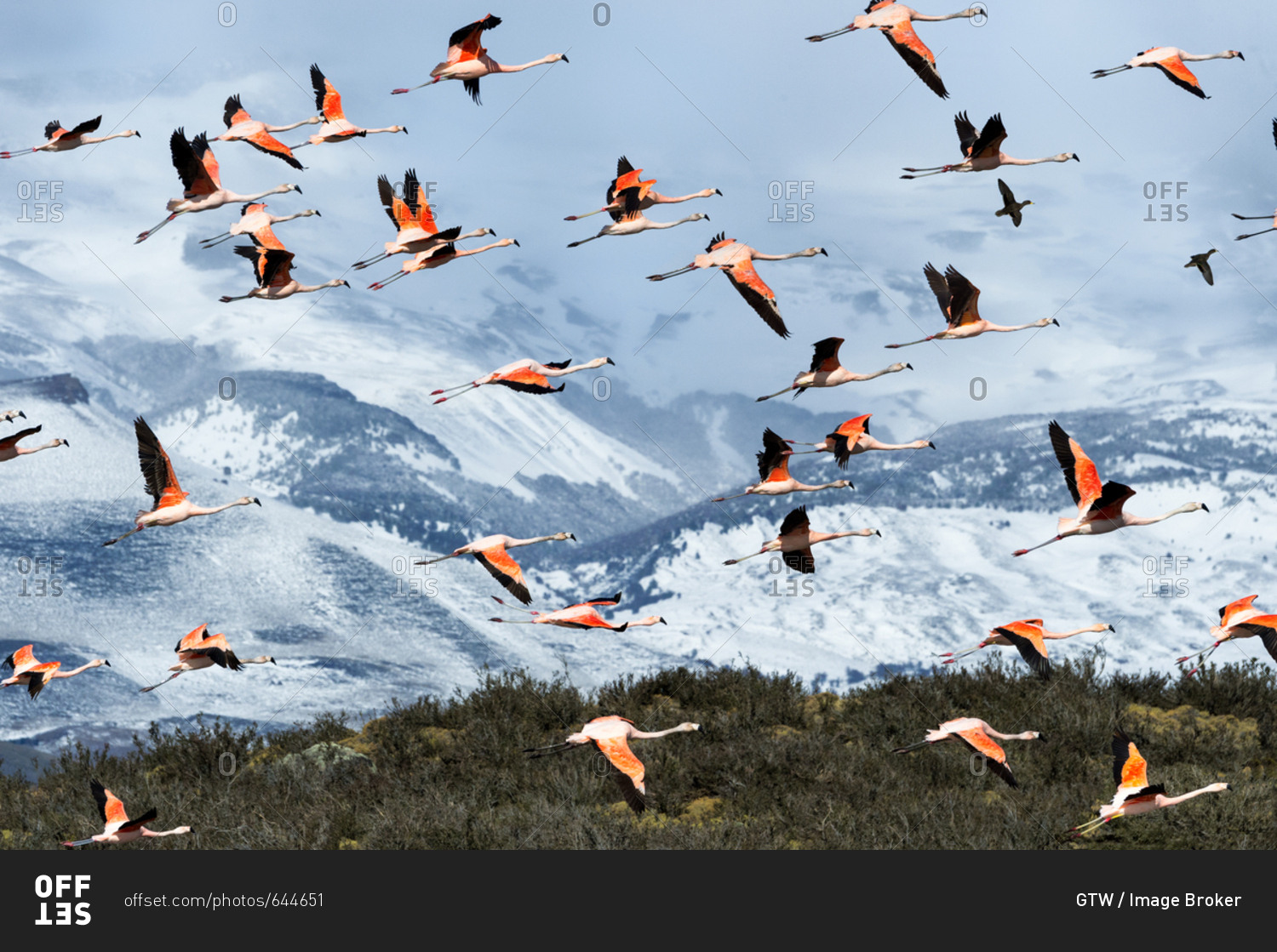 Flock of flying Chilean Flamingos (Phoenicopterus chilensis), Torres del Paine National Park, Chilean Patagonia, Chile, South America