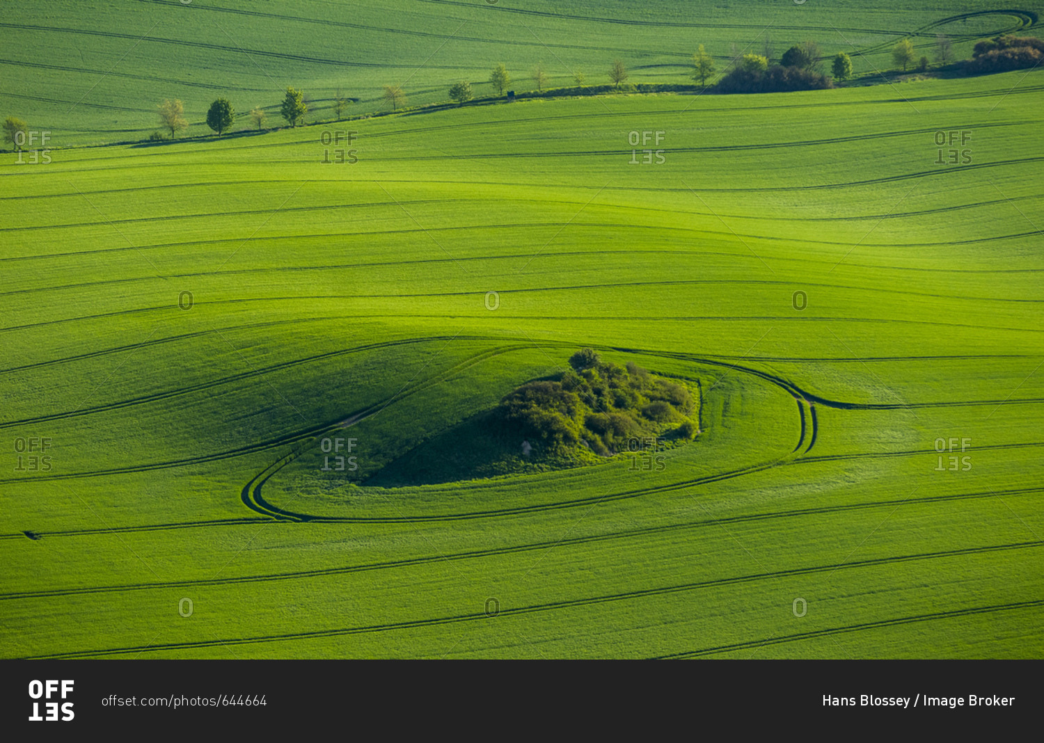 Spring sowing, green field in a moraine landscape with a hedge area, Gross Roge, Mecklenburg-Western Pomerania, Germany, Europe