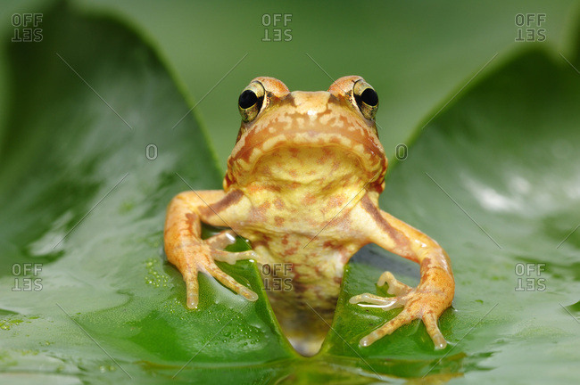 Common frog (Rana temporaria), juvenile