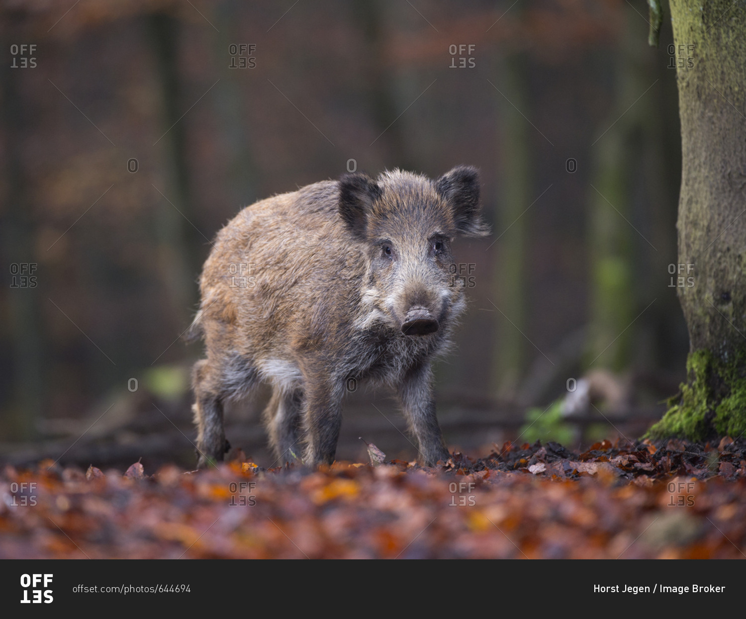Wild Boar (Sus scrofa), Daun, Rhineland-Palatinate, Germany, Europe