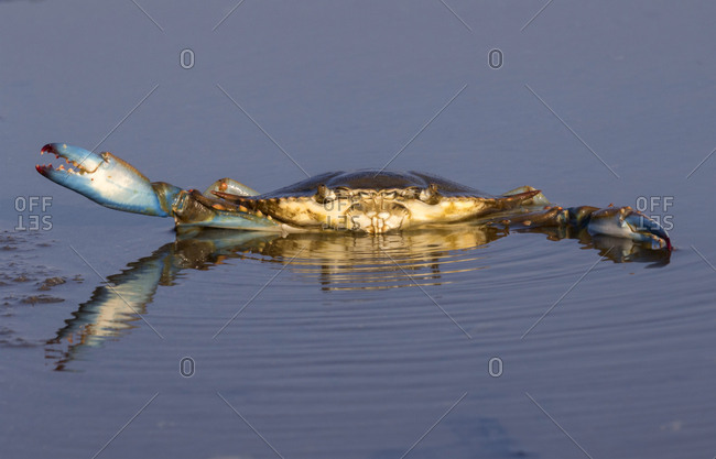 Atlantic Blue Crab (Callinectes sapidus) in shallow water of tidal marsh, Galveston, Texas, USA, North America