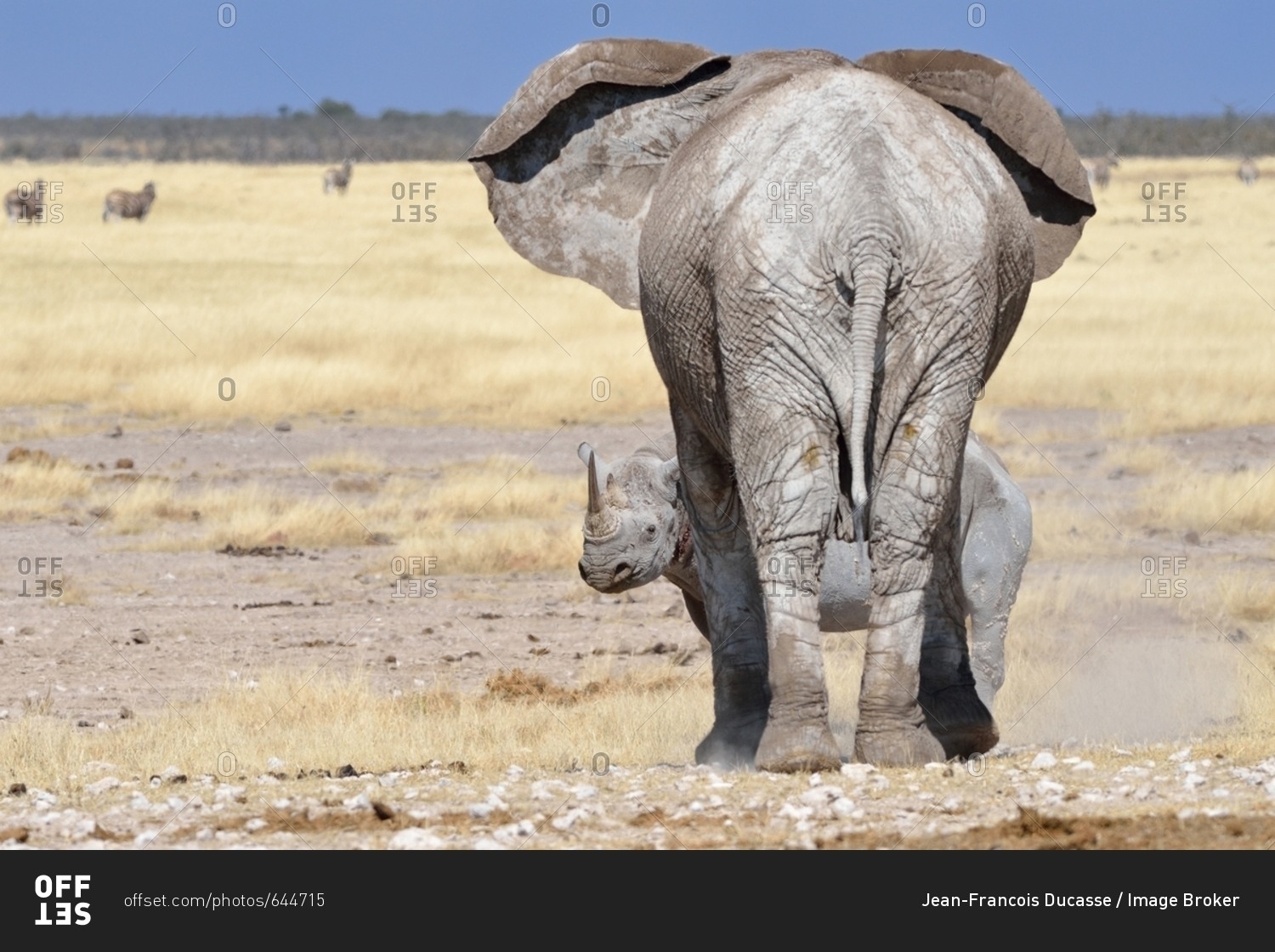 African Elephant (Loxodonta africana), adult female facing a fearful adult male Black Rhinoceros (Diceros bicornis), Etosha National Park, Namibia, Africa
