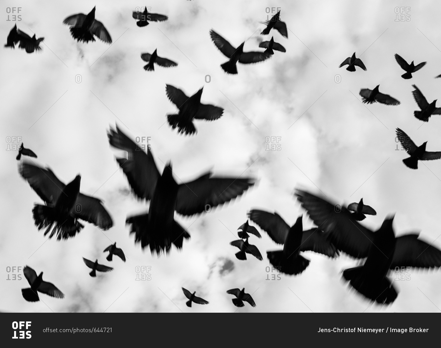 Flock of birds, flying pigeons, Amsterdam dam, Netherlands
