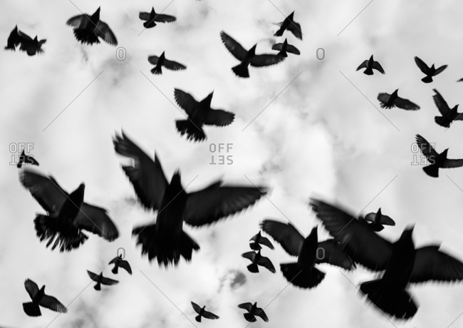 Flock of birds, flying pigeons, Amsterdam dam, Netherlands