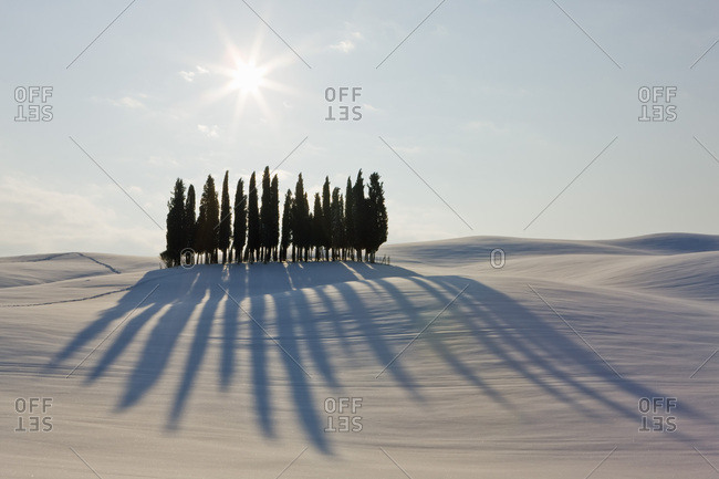 Group of cypress trees (Cupressus) in the snow, San Quirico d'Orcia, Tuscany, Italy, Europe