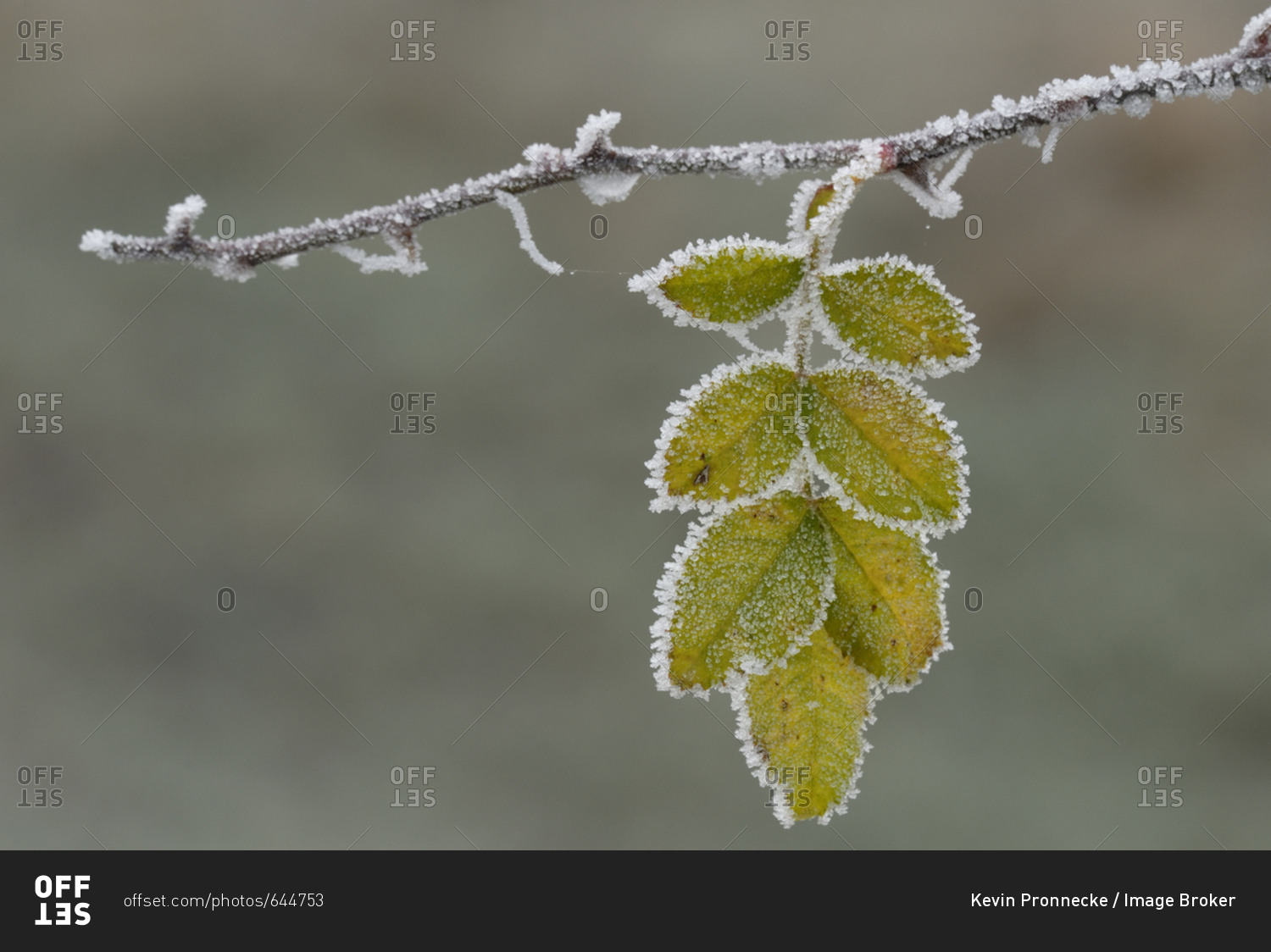 White frost on the leaves of the rose hip (Rosa canina)