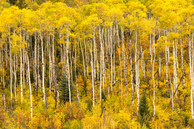 Birch forest in autumn, Rocky Mountains, Colorado, USA, North America