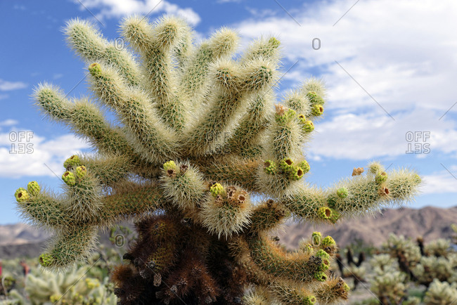 Cholla Cactus, Cholla Cactus Garden, Joshua Tree National Park, Desert Center, California, USA, North America