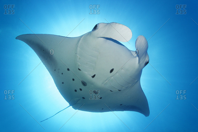 Reef manta ray (Manta alfredi) backlit by sun, Indian Ocean, Maldives, Asia