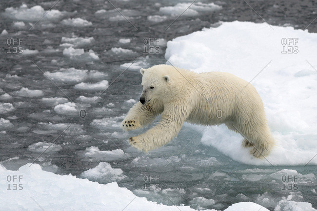 Polar Bear (Ursus maritimus) on pack ice, jumping from ice floe to ice floe, Spitsbergen Island, Svalbard Archipelago, Svalbard and Jan Mayen, Norway, Europe