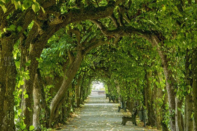 Lime tree arcade (Tilia), court garden, palace garden, Dachau Castle, Dachau, Upper Bavaria, Bavaria, Germany, Europe