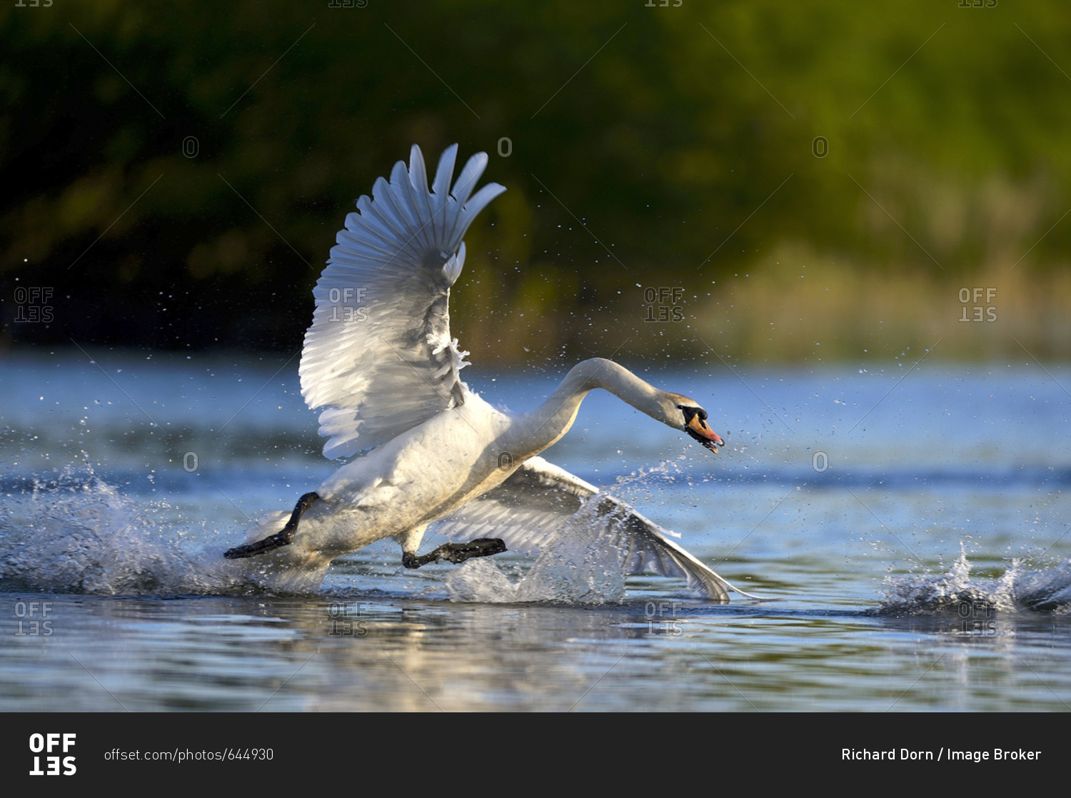 Mute swan (Cygnus olor) in water, attacking, Rheinberg, Lower Rhine North Rhine-Westphalia, Germany, Europe