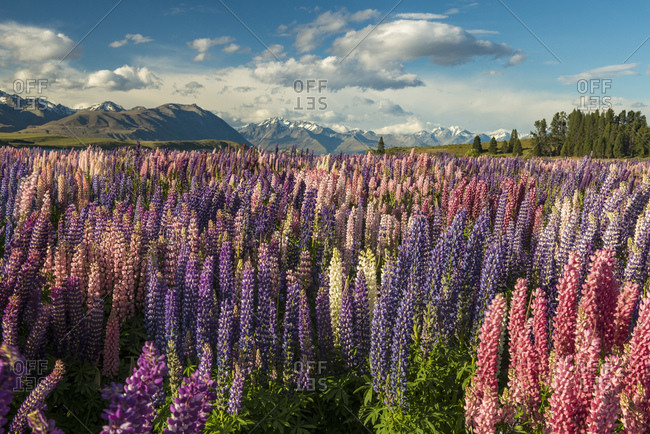 Of lupine fields How to
