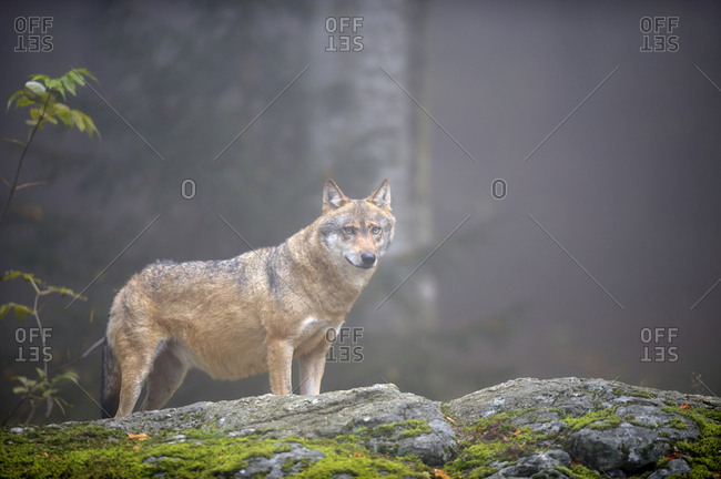 Grey Wolf (Canis lupus) on a moss-covered rock, Altschoenau, Bavarian Forest, Bavaria, Germany, Europe
