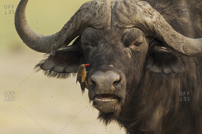Cape Buffalo (Syncerus caffer caffer), bull with Red-billed Oxpecker (Buphagus erythrorhynchus), the oxpeckers are associated with large mammals and peck ticks and other parasites from their skin, Chobe National Park, Botswana, Africa