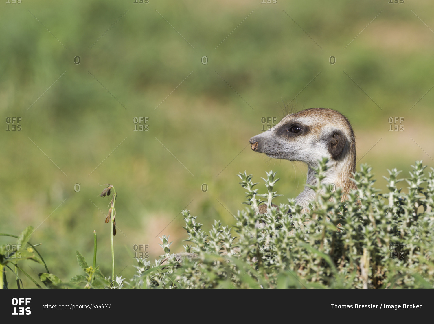 Suricate (Suricata suricatta), guard on the lookout, rainy season with green surroundings, Kalahari Desert, Kgalagadi Transfrontier Park, South Africa, Africa