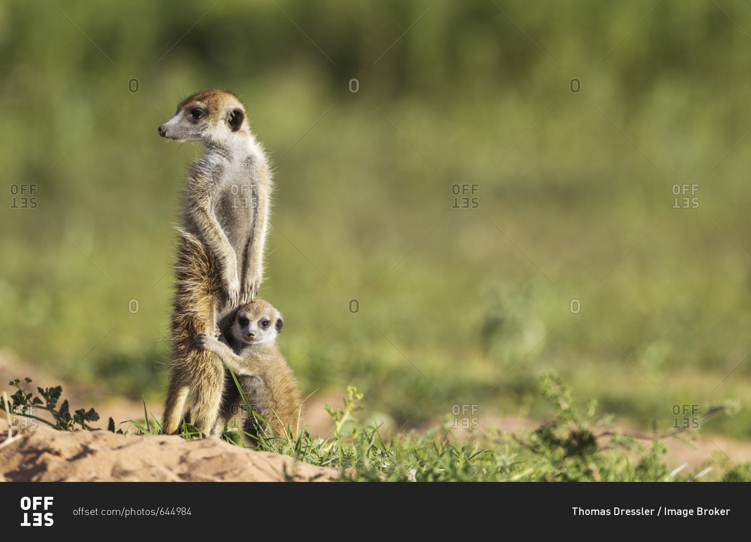 Suricate (Suricata suricatta), adult with young on the lookout, during the rainy season in green surroundings, Kalahari Desert, Kgalagadi Transfrontier Park, South Africa, Africa