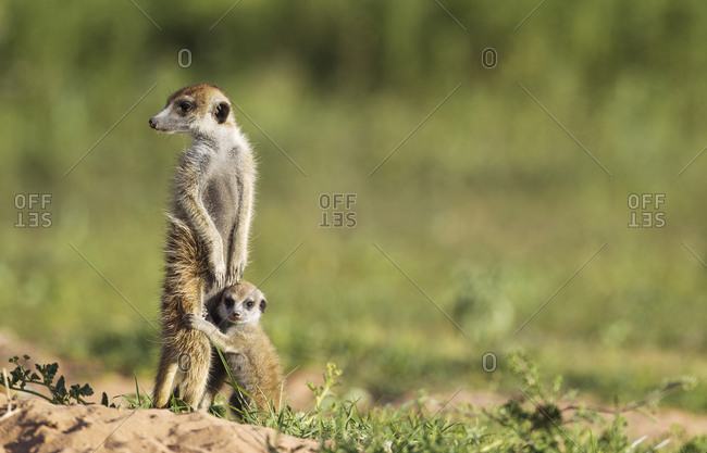 Suricate (Suricata suricatta), adult with young on the lookout, during the rainy season in green surroundings, Kalahari Desert, Kgalagadi Transfrontier Park, South Africa, Africa