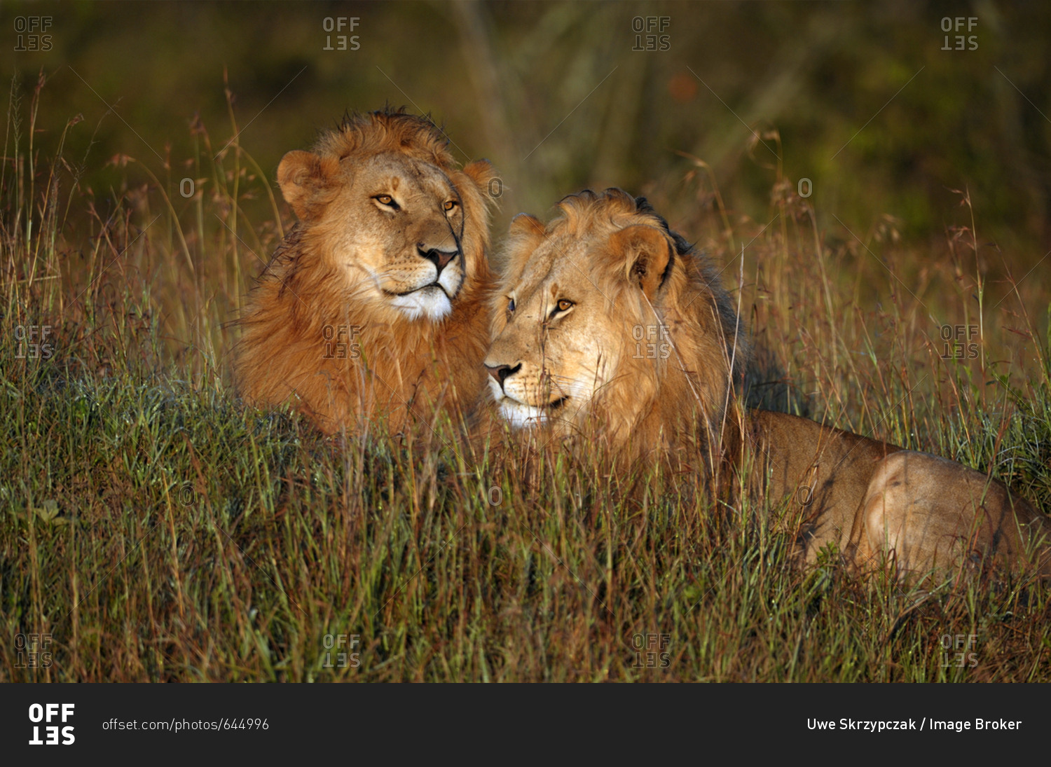 Two wet, male lions (Panthera leo) at sunrise, Maasai Mara National ...