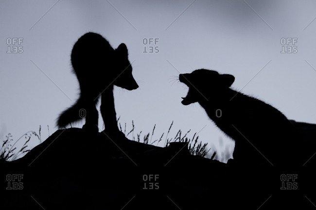 Arctic foxes (Vulpes lagopus), puppies in the Fell, silhouette, Dovrefjell, Norway, Europe