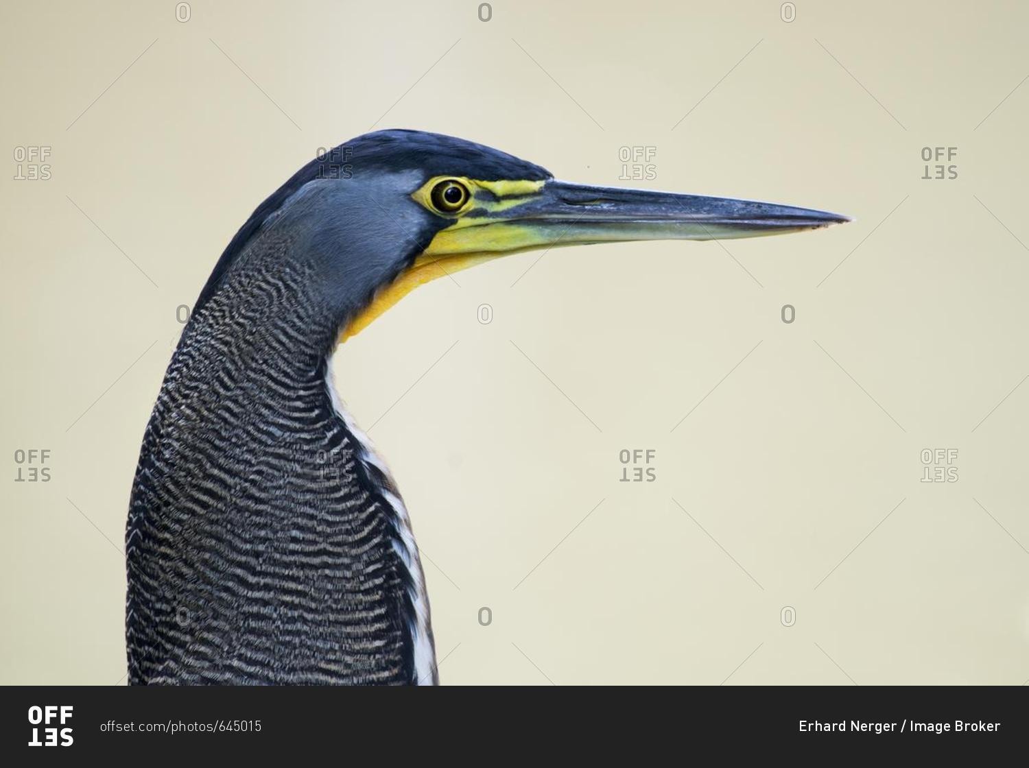 Fasciated tiger heron (Tigrisoma fasciatum), portrait, Limón Province