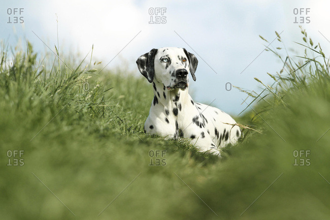 Premium Photo  A closeup shot of a spotted border collie blue merle dog  with heterochromia eyes