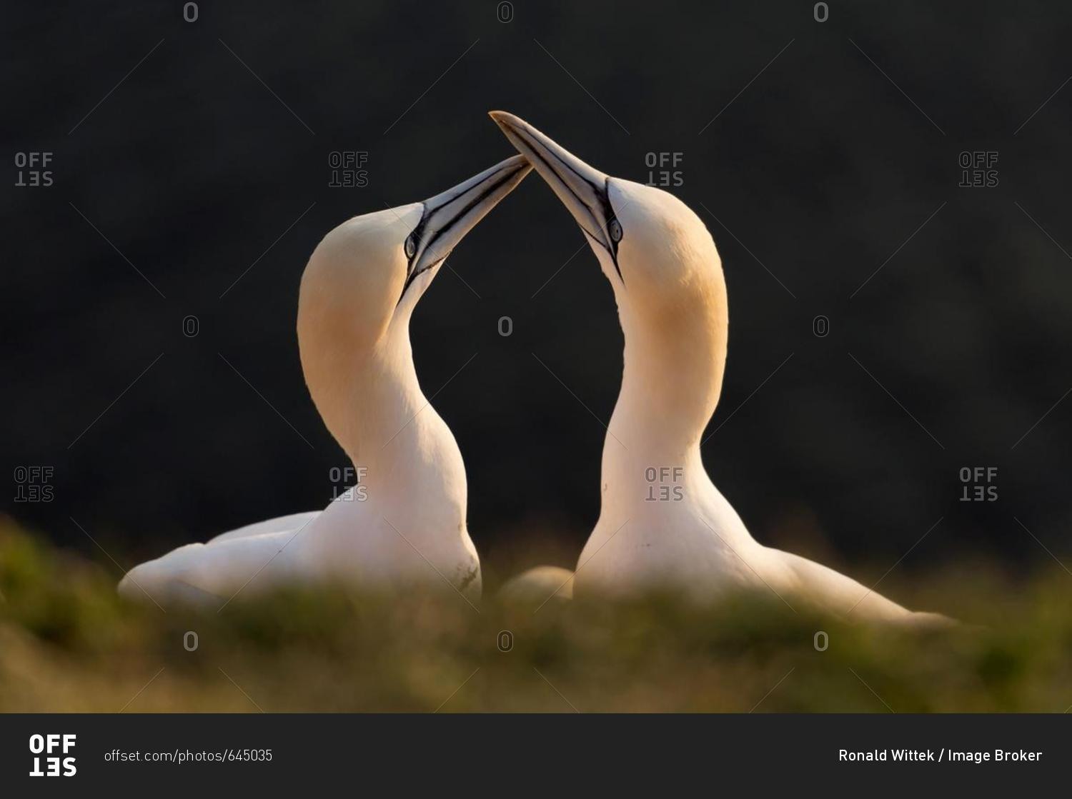 Northern Gannet (Sula bassana), courtship, breeding season, Schleswig-Holstein, Heligoland, Germany, Europe