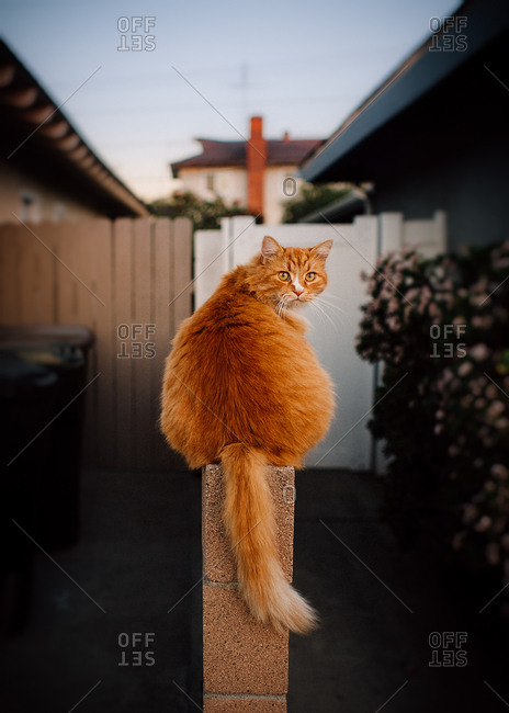Orange cat sitting on outdoor wall