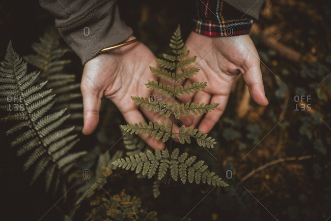 Fern leaf lying on palms of unrecognizable person