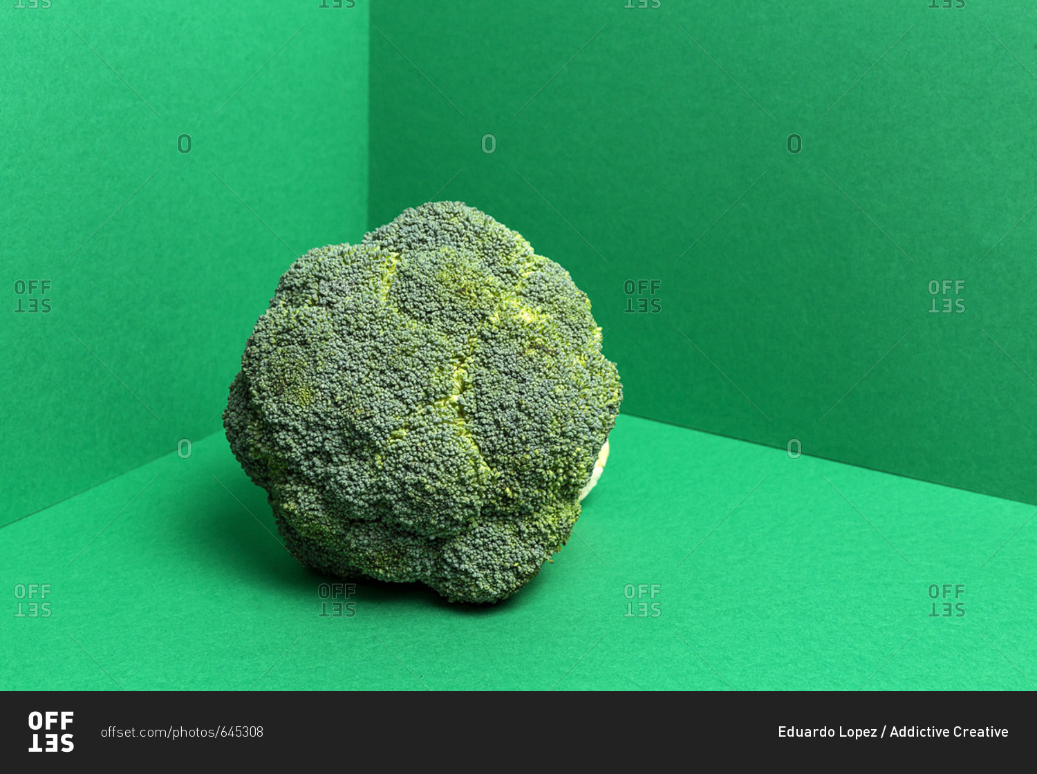 Studio shot of fresh uncooked broccoli tree on bright green background