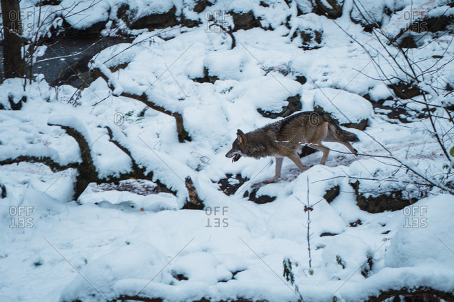 Wolf running on snow