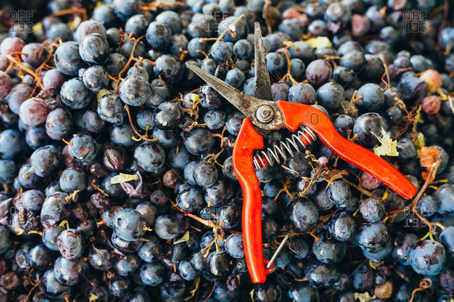 Organic grapes and shears - Offset