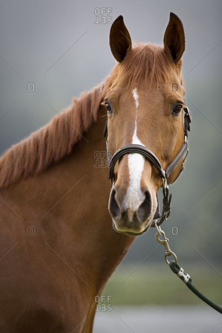 Portrait Of A Brown Horse Wearing A Bridle Stock Photo Offset