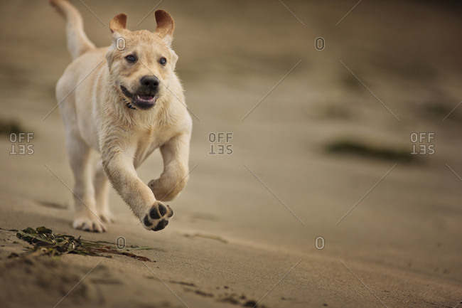 Dog runs on the beach.