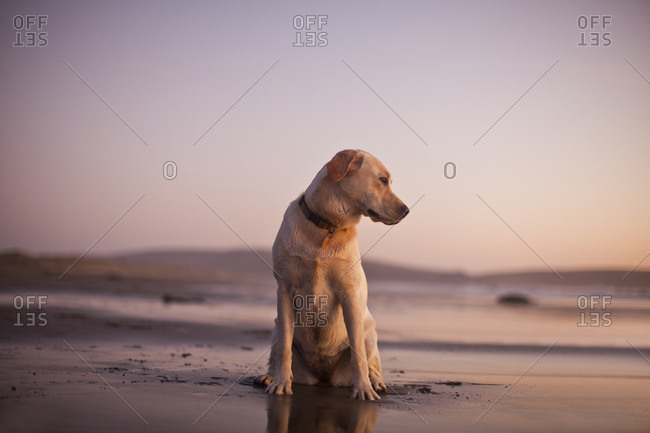 Portrait of dog sitting in the sand at the beach.