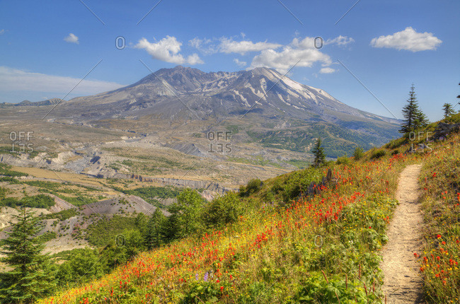 Mount St. Helens with wild flowers, Mount St. Helens National Volcanic Monument, Washington State, United States of America, North America