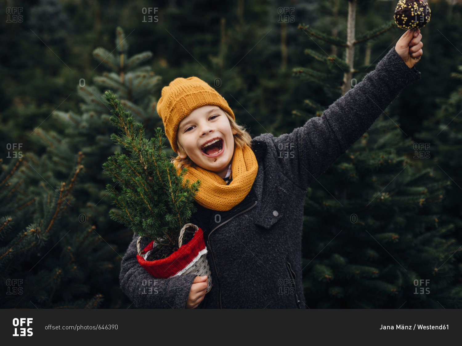 Happy boy preparing for Christmas - holding potted tree- eating chocolate dipped apple