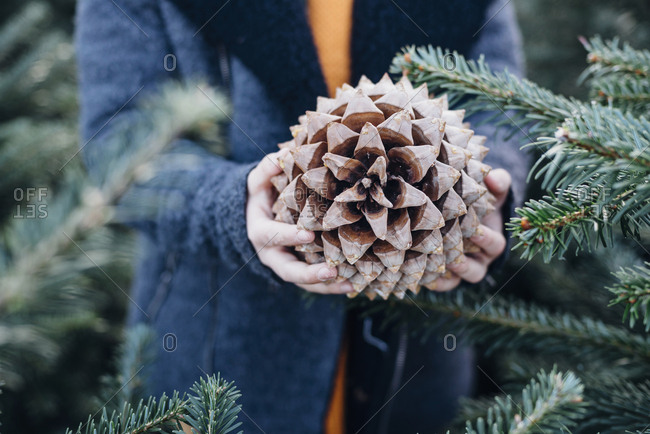 Little boy standing among fir trees- holding pine cone