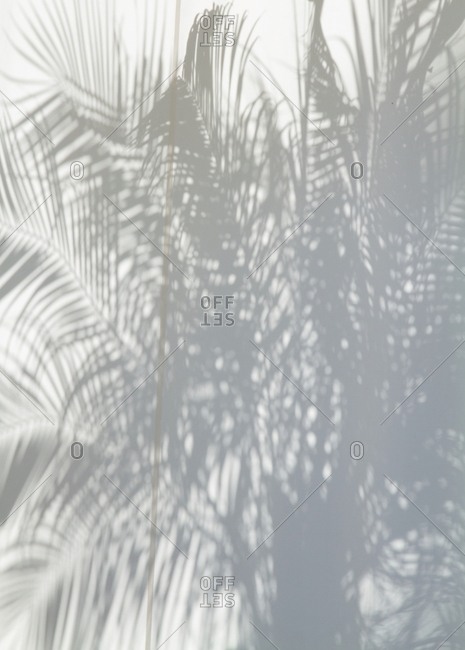 Palm leaf shadows against wall