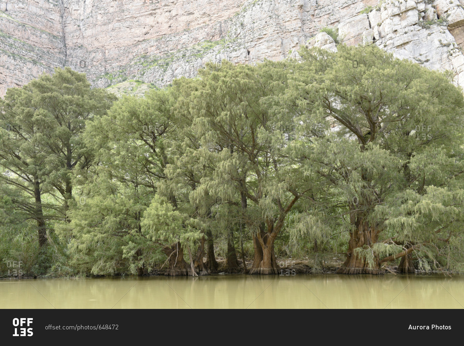 Ahuehuetes growing along banks of Nazas River in Canon de Fernandez ...