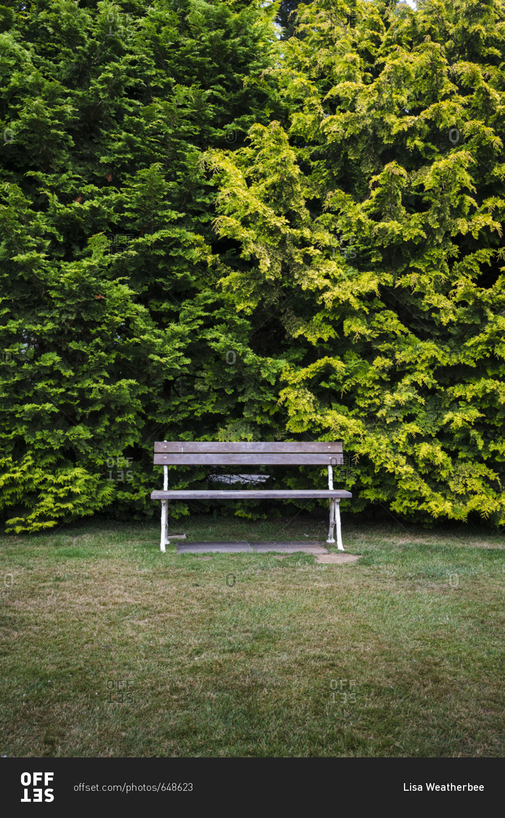 An empty bench in a garden