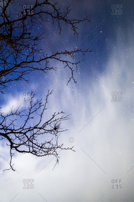 From below view to leafless branches and cloudy starry sky.