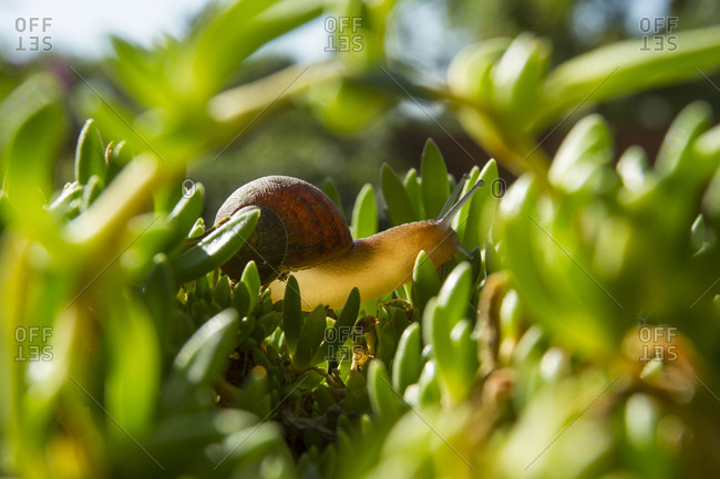 Close-up of snail on plant at garden