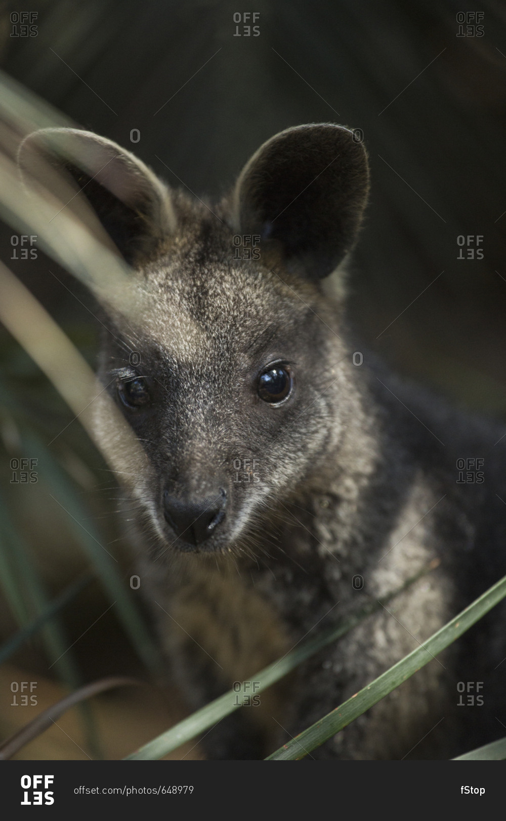 Close-up of a wallaby by a plant, Bermagui, New South Wales, Australia