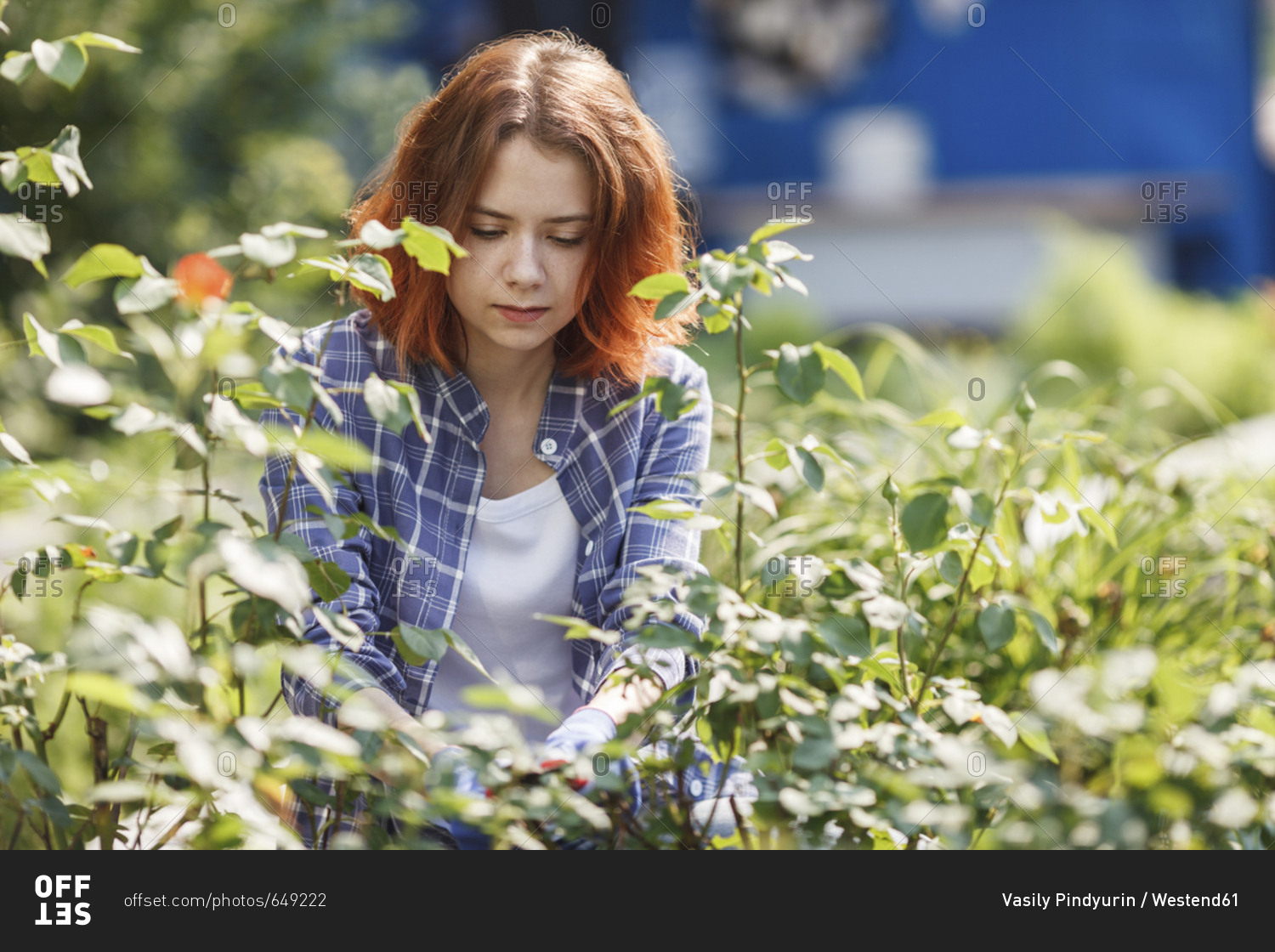 Young woman pruning roses