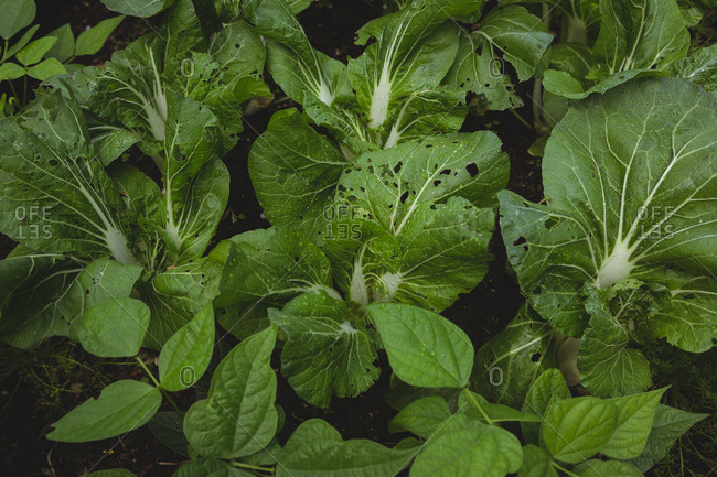 High angle view of fresh leafy vegetables in garden