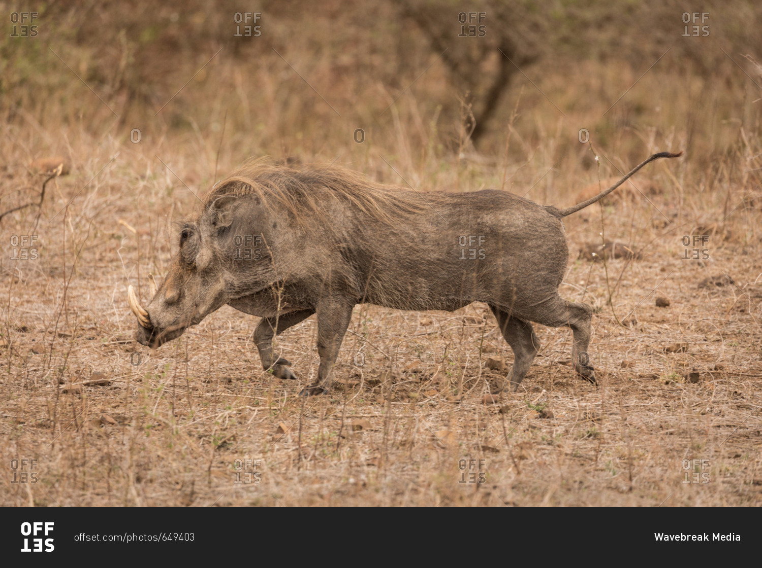 Wild boar running in safari park on a sunny day